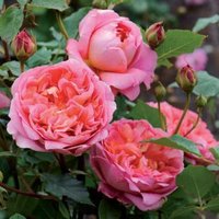 Engelske roser