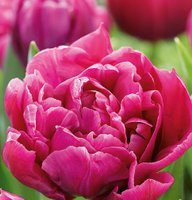 Dobbelt blomstrende tulipan, Alison Bradley