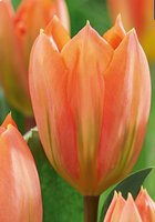 Fosteriana tulipan, Orange Breeze