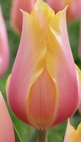 Enkelt blomstrende tulipan, Blushing Beauty