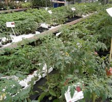 Tomatplanter, agurkplanter, chiliplanter og melonplanter